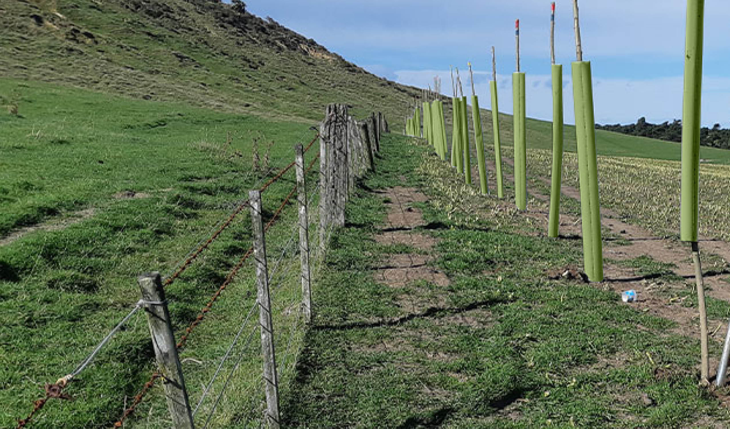 Protecting Your Willow & Polar Poles with KBC Willow & Poplar Guards: A Sustainable Solution for Plant Establishment
